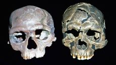 Early Homo sapiens crania (Irhoud 1 & Qafzeh 6)