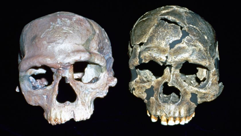 Early Homo sapiens crania (Irhoud 1 &amp; Qafzeh 6)