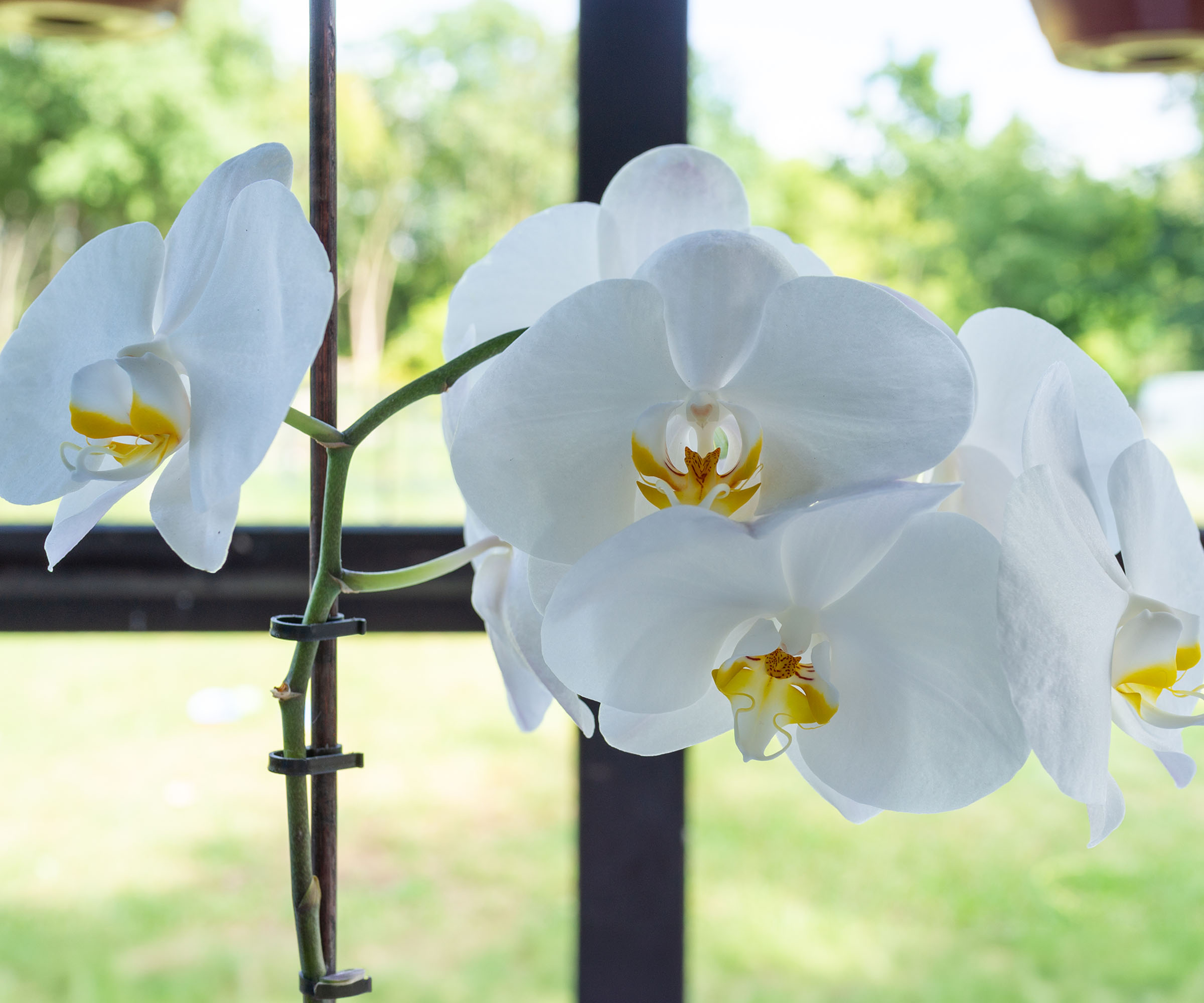 Delicate white phalaenopsis orchid blooms with pale yellow centers in front of a window with a dark frame and a blurred green outdoor view