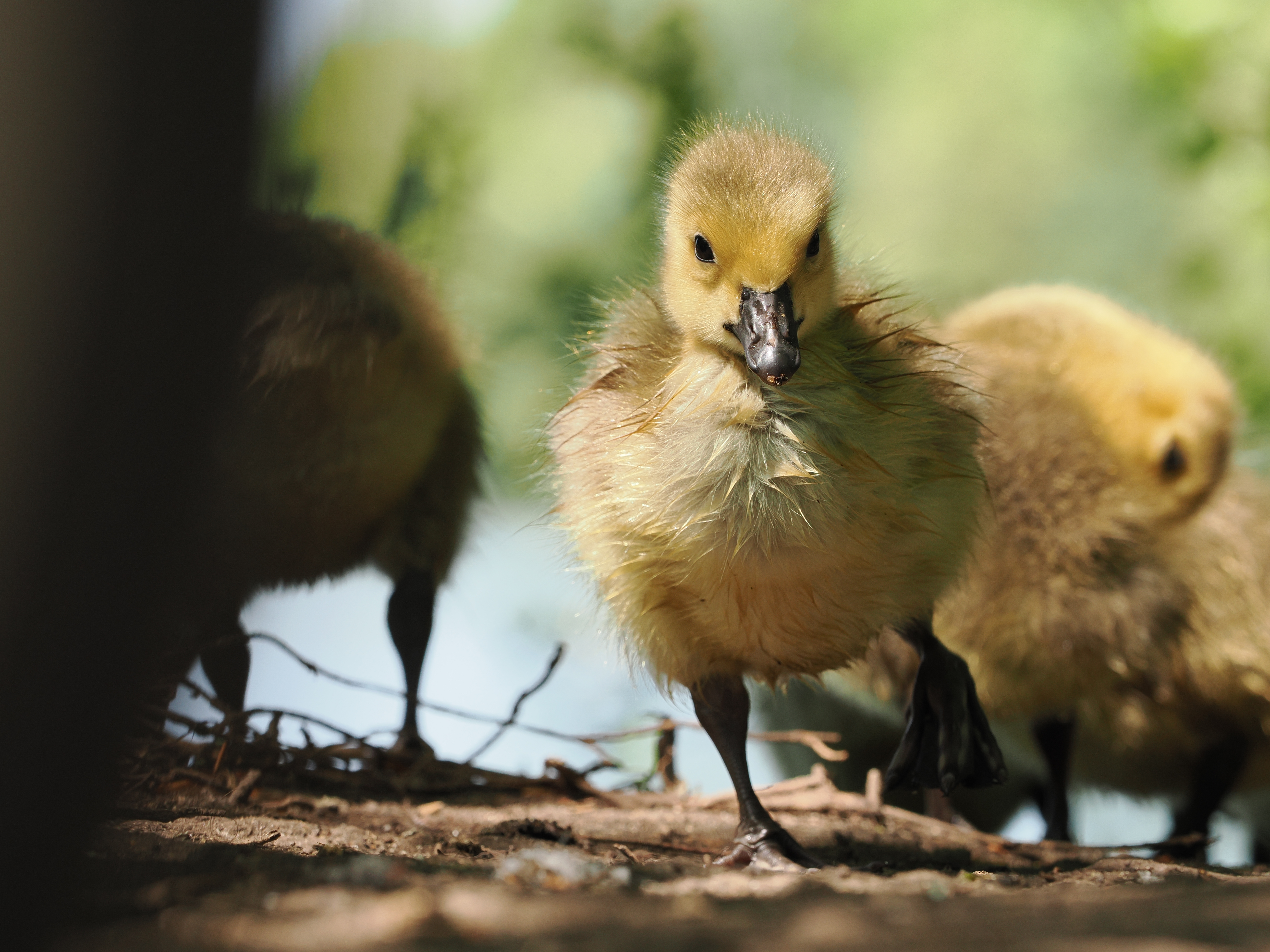 A chick running across a path