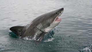 Great white shark at the surface.