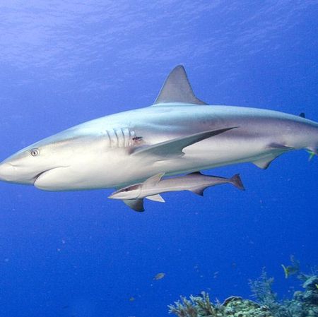 Body of water, Fluid, Nature, Organism, Underwater, Vertebrate, Shark, Requiem shark, Liquid, Fin, 