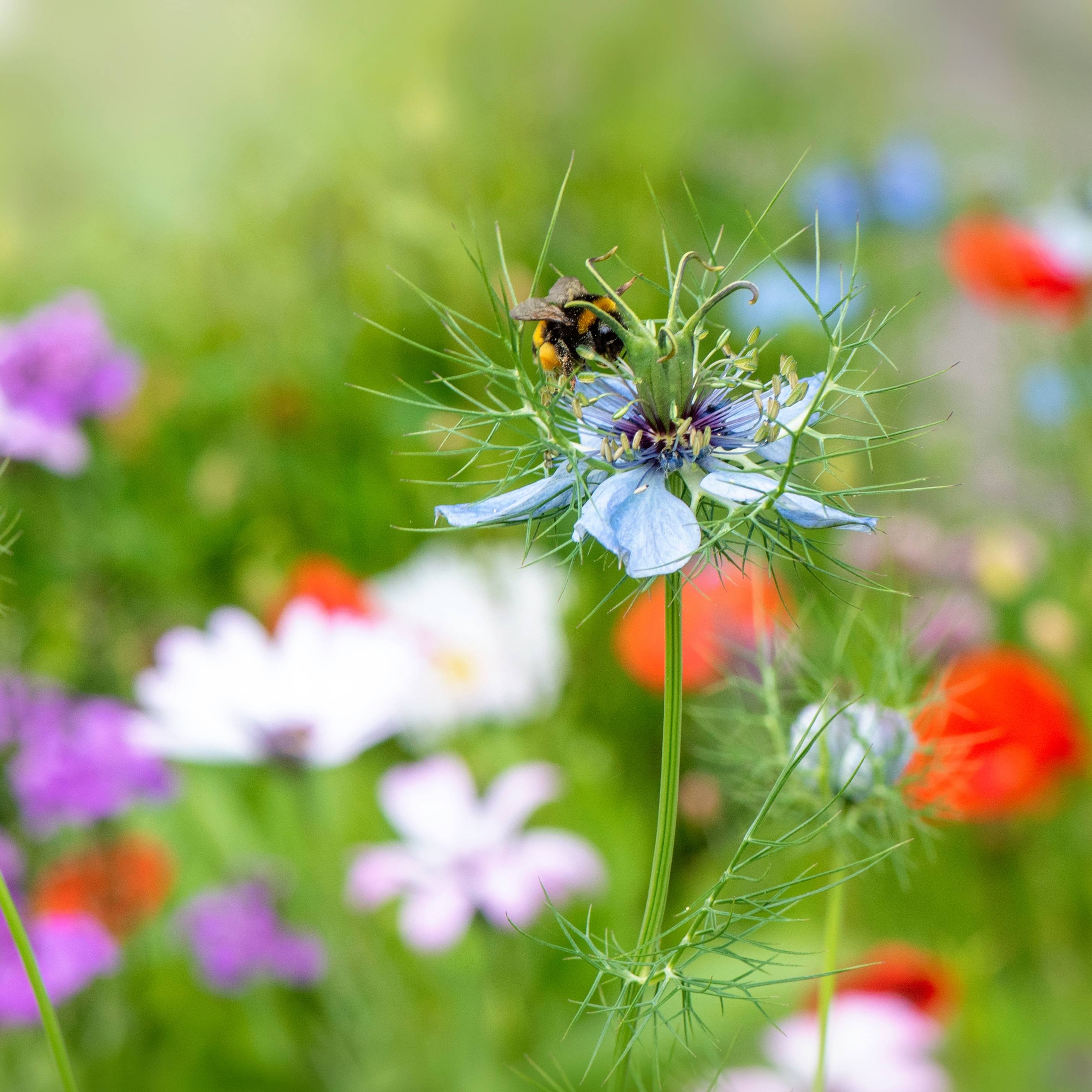 Bees on flowers