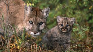 The cougar, Puma concolor, also known as the puma, mountain lion, catamount, or panther, is a large cat native to the Americas, second only in size to the stockier jaguar. Kalispell, Montana