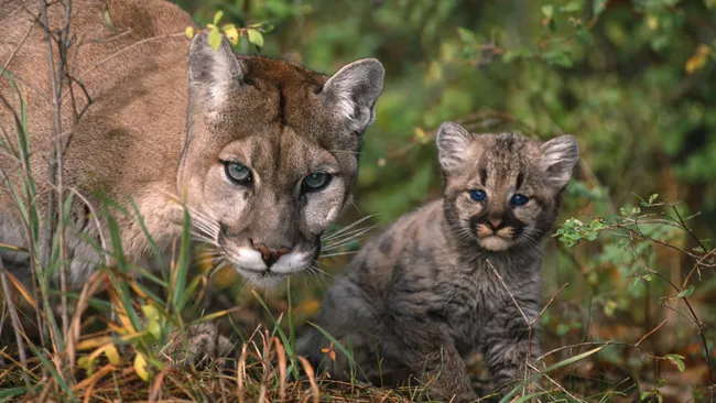 Video shows family of four mountain lions hiking along California trail