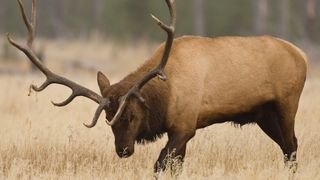 Male elk in field