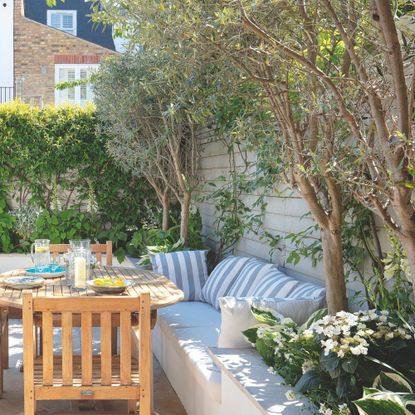 multi-stem olive trees in garden