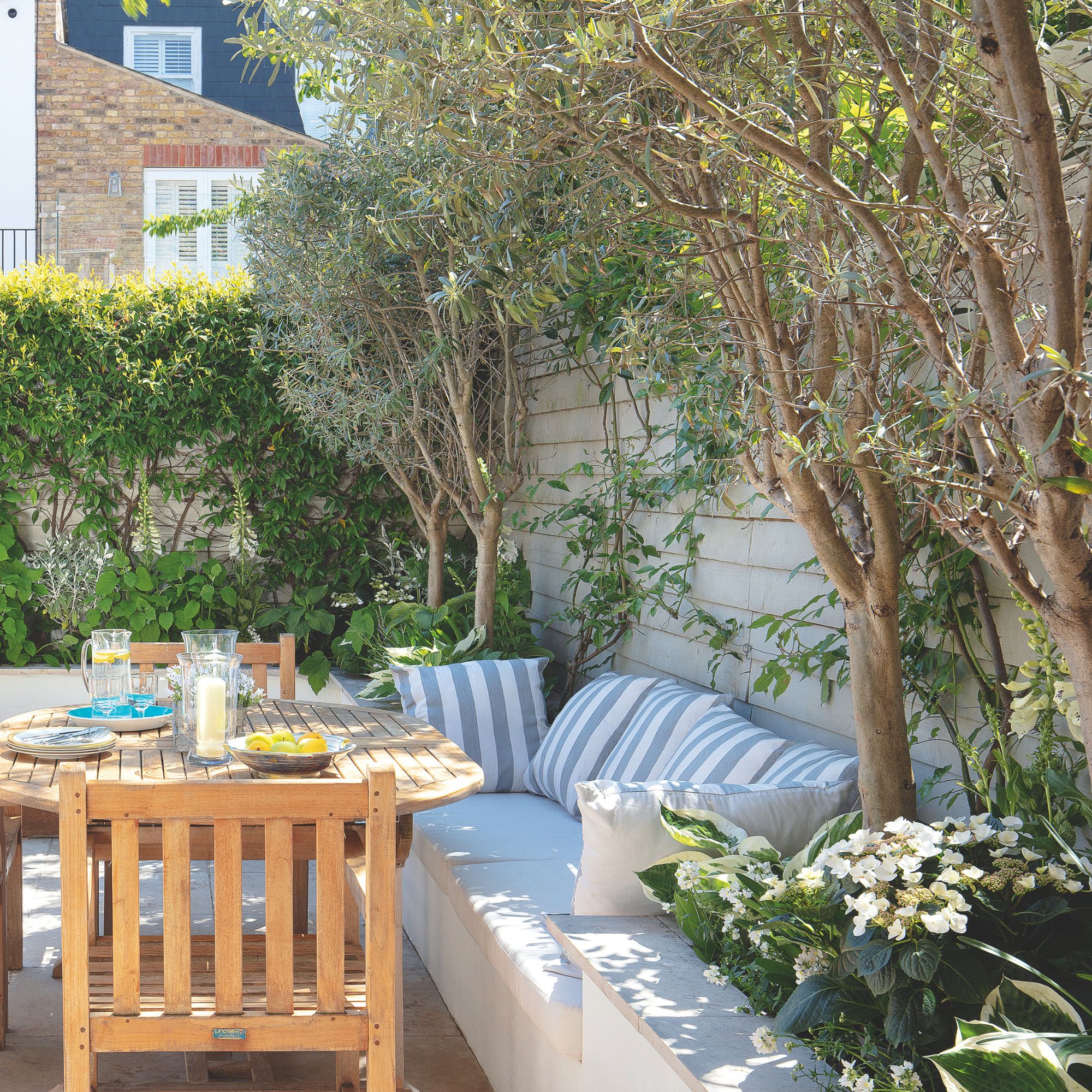 multi-stem olive trees in garden