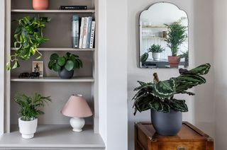 selection of plants and pots from Leaf Envy