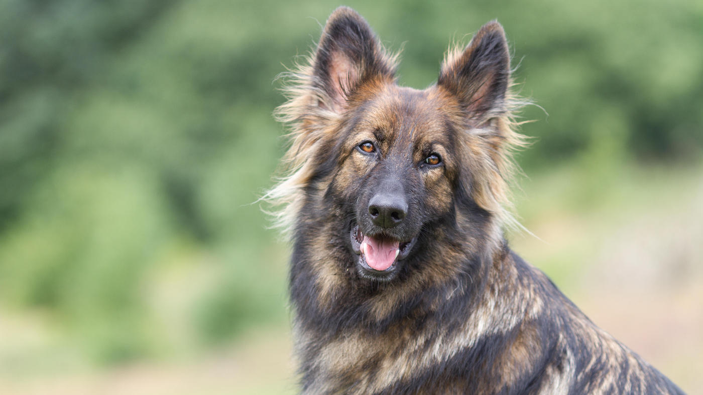 German shepherd dog head