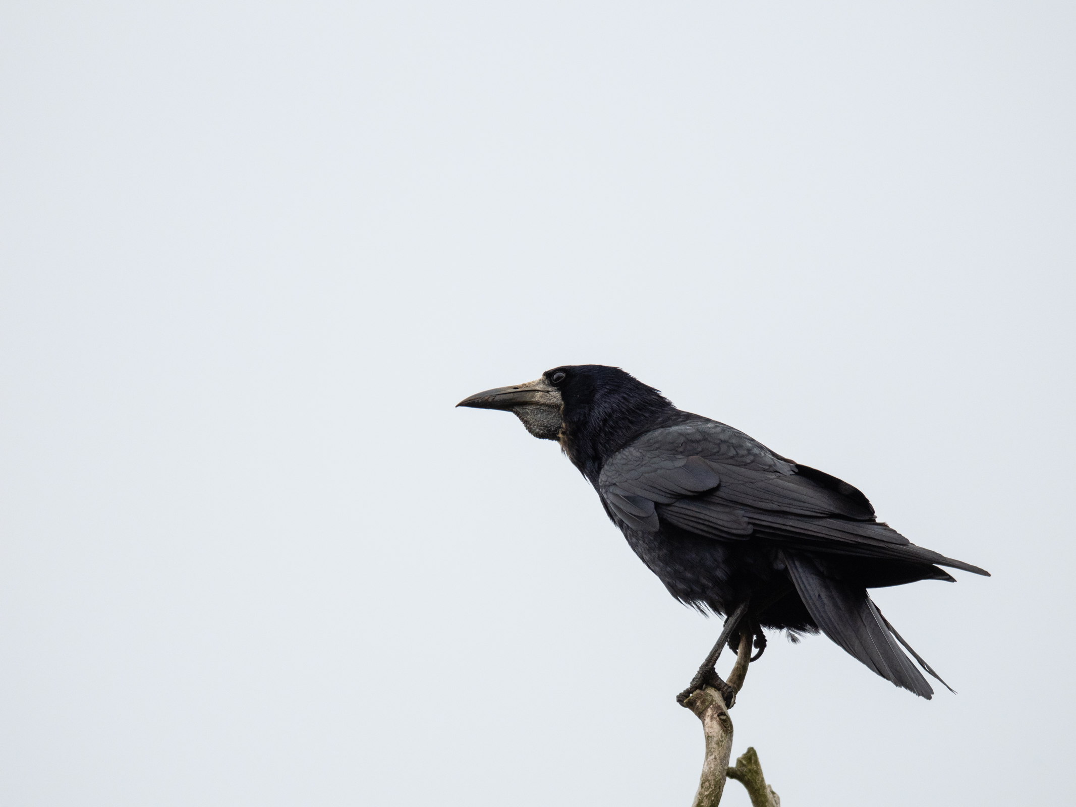 Photo of a crow taken with the OM System M.Zuiko Digital 150-600mm F5.0-6.3 IS