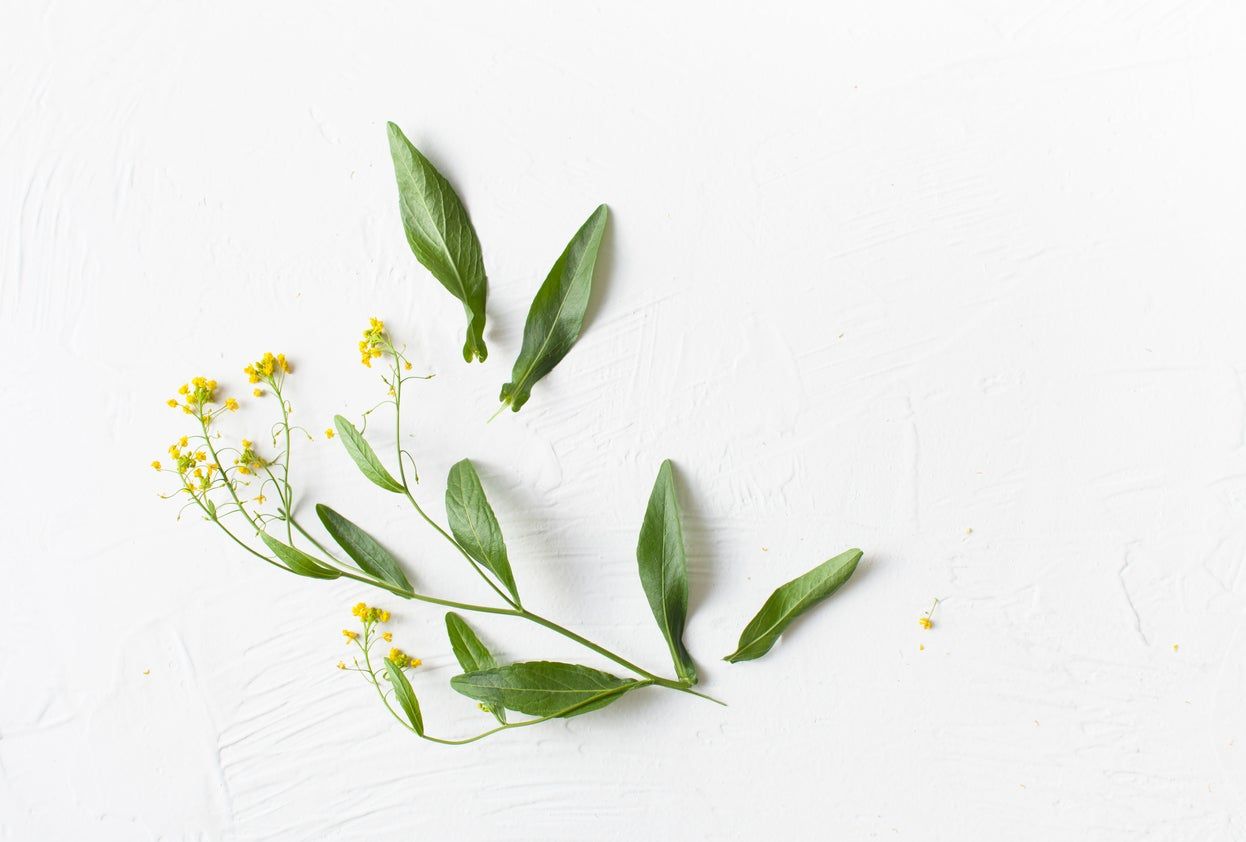 Yellow Flowered Plant With Fallen Leaves