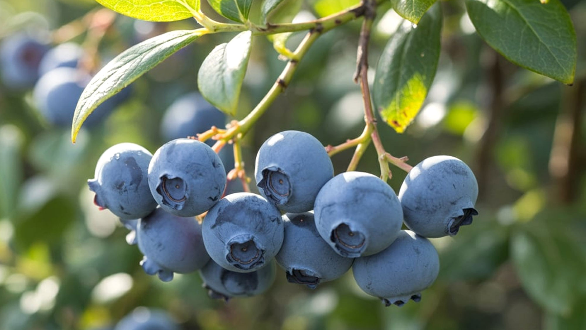 cluster of tiny blueberries on shrub