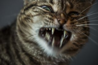 Angry cat shows of sharp teeth in close up photo.