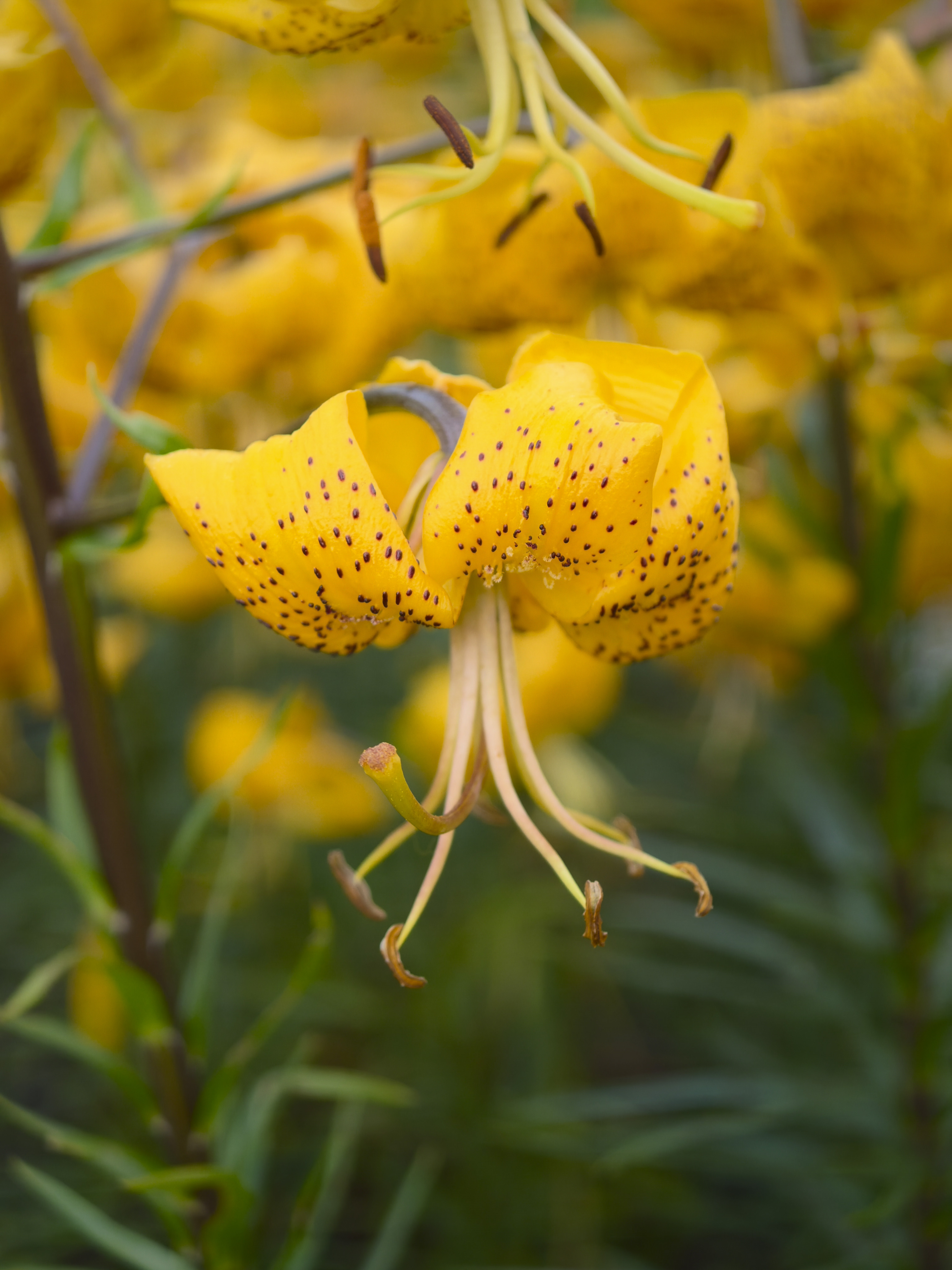 Oppo Find X8 Ultra phone sample image: yellow flower closeup