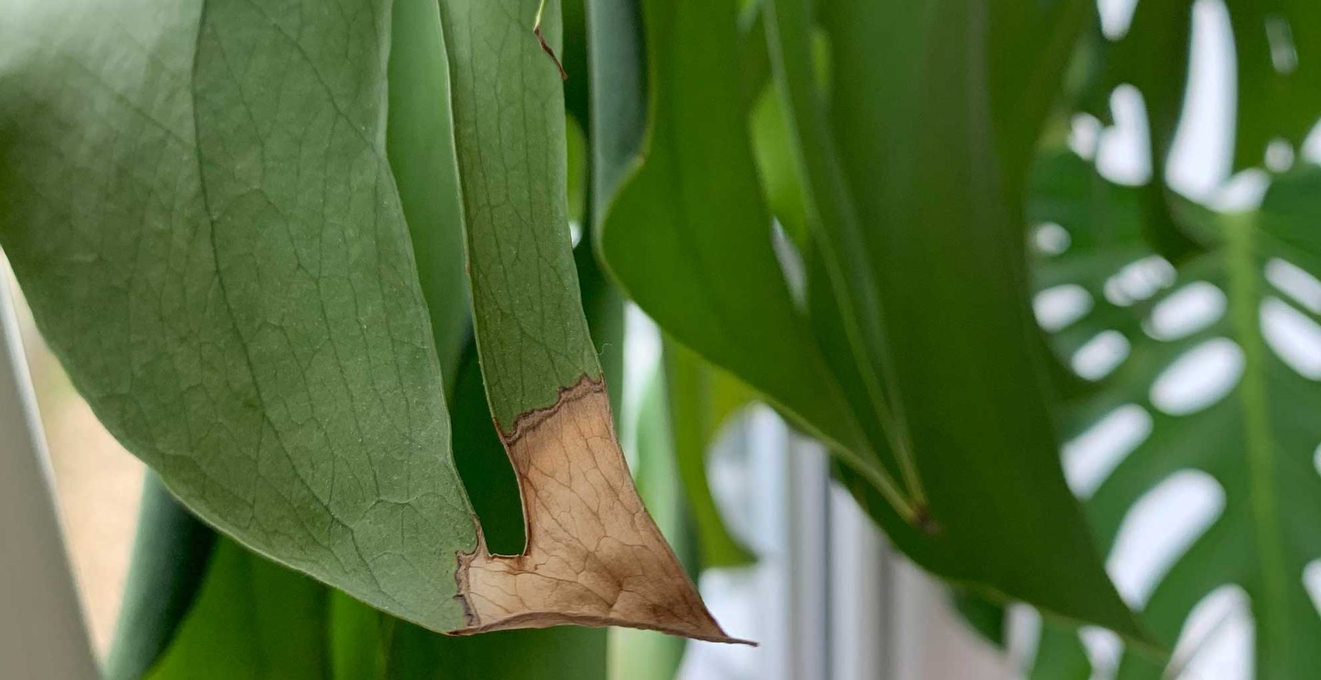 Close up of a monstera leaf with a brown tip