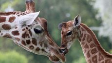 Two giraffes in a zoo in Berlin