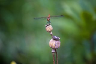 wildlife garden dragonfly on seedhead