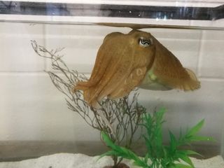 One of the six 9-month old cuttlefish that participated in the experiment.