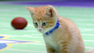 kitten in the kitten bowl hallmark channel