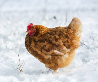 Red laying hen close-up on white snow