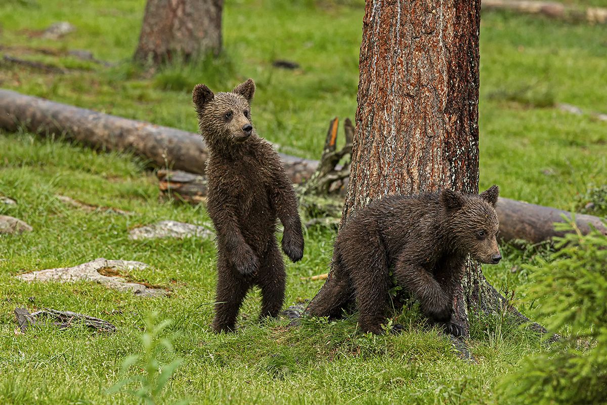 Bear cubs