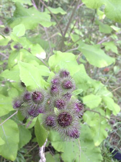 Flowering Burdock Weeds