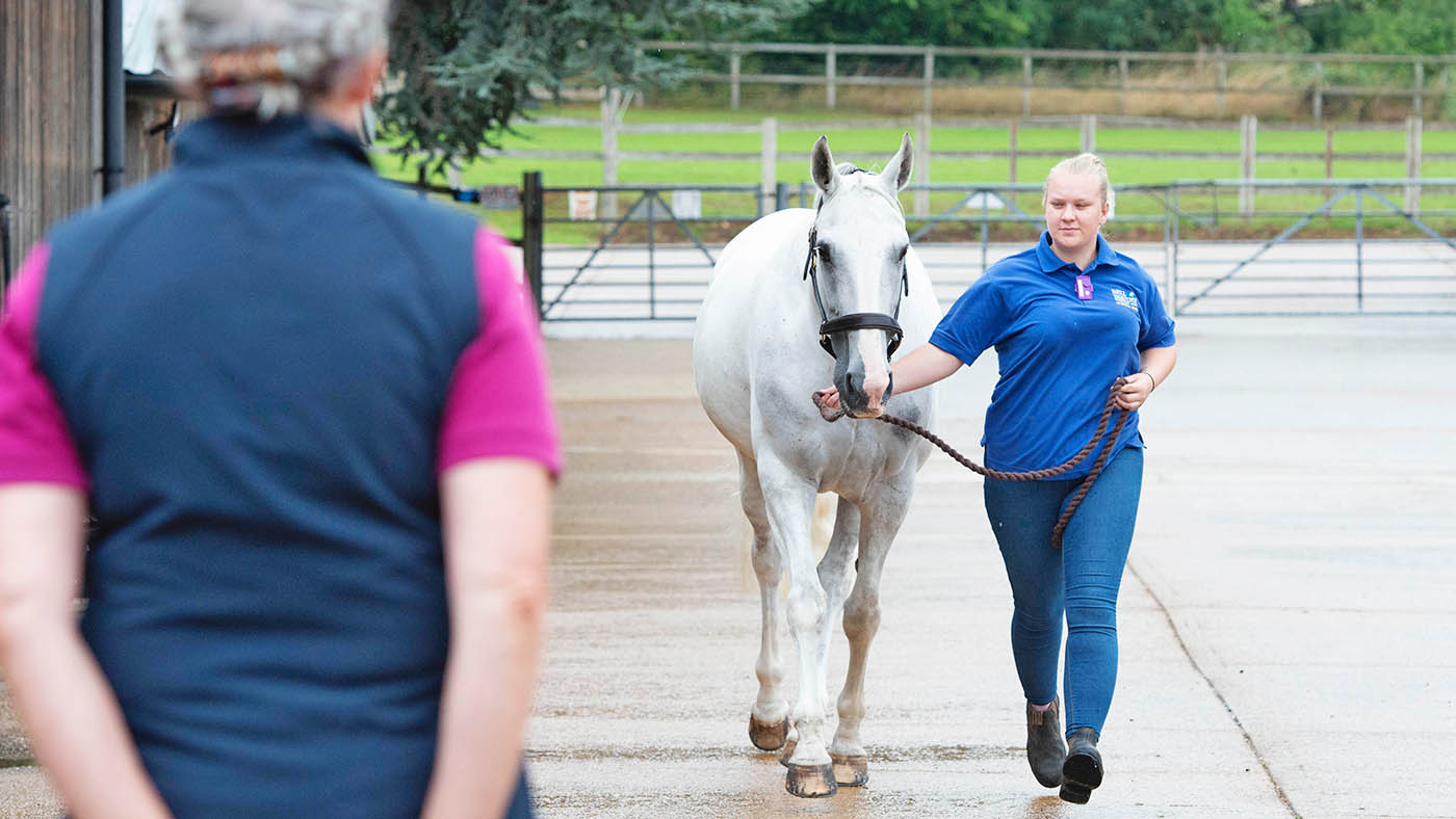 Lameness_trot_up_2_409046922_736249822.jpg