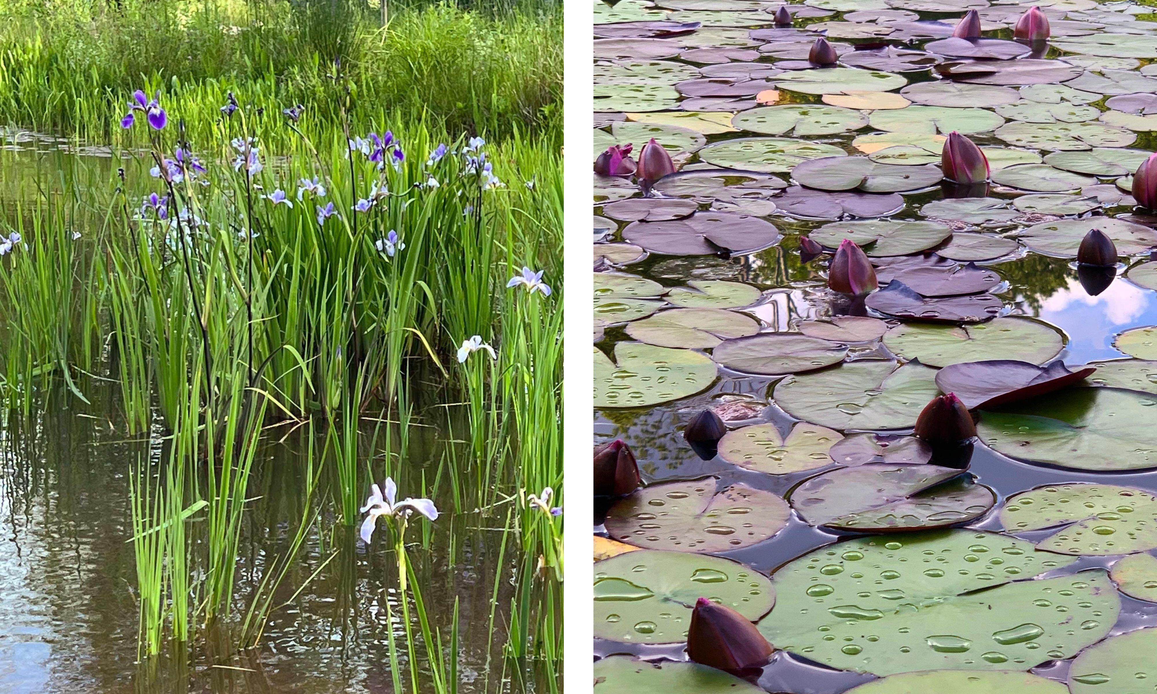 Irises and waterlilies in a pond garden found in the Catskills