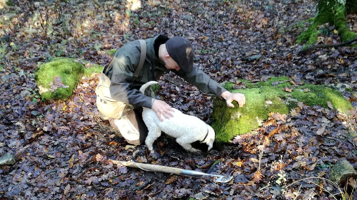 A lagotto romagnolo dog digs for a truffle at Castiglion del Bosco, Tuscany