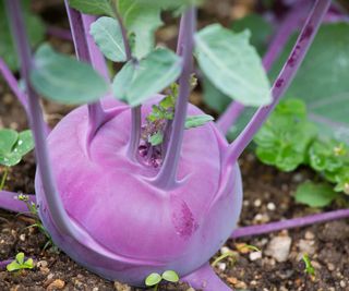 kohlrabi plants with early signs of weeds in kitchen garden