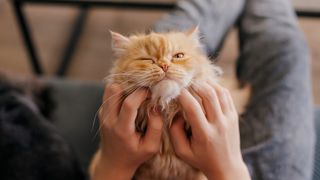 Hands scratching cat under chin