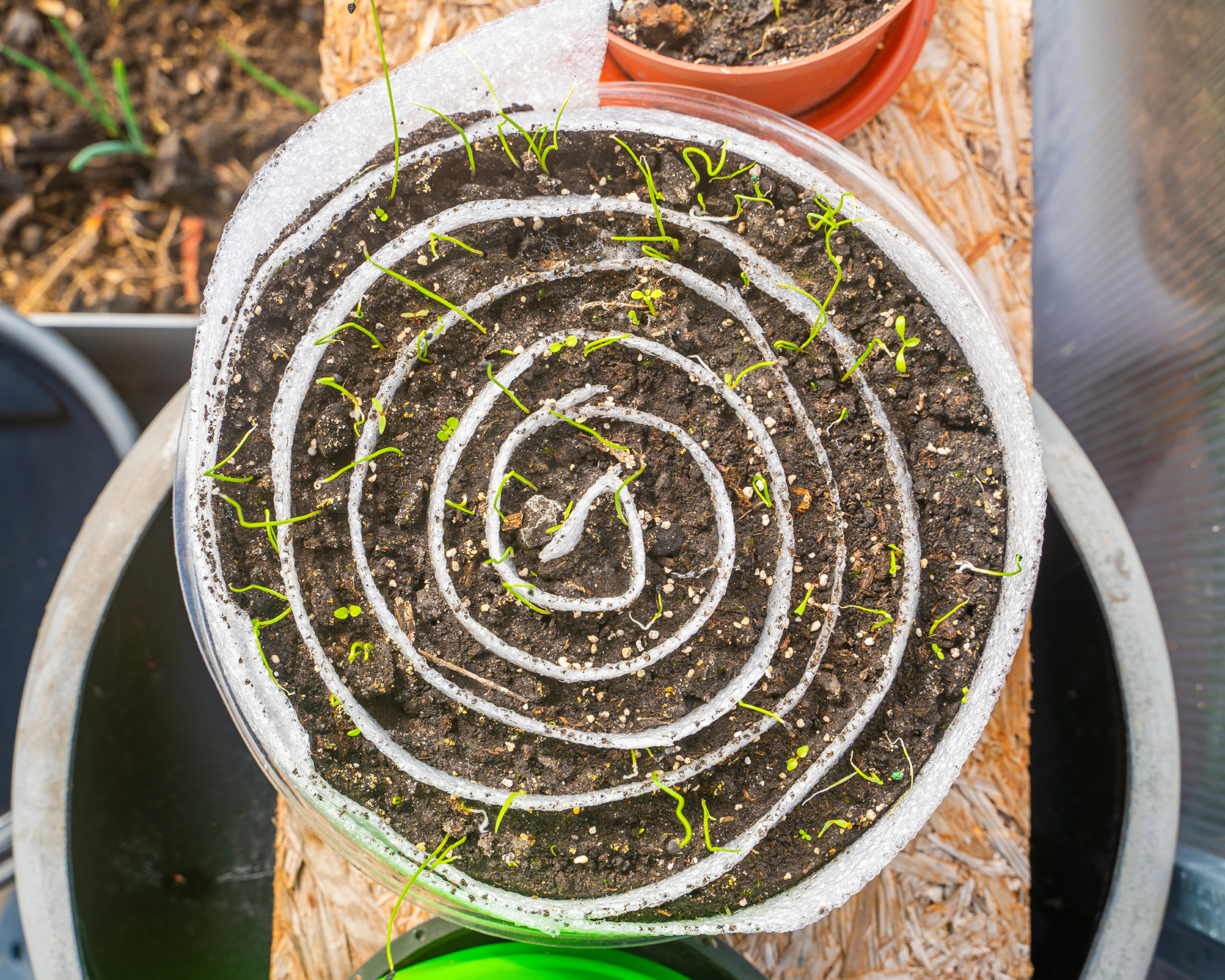 seed snail with sprouts