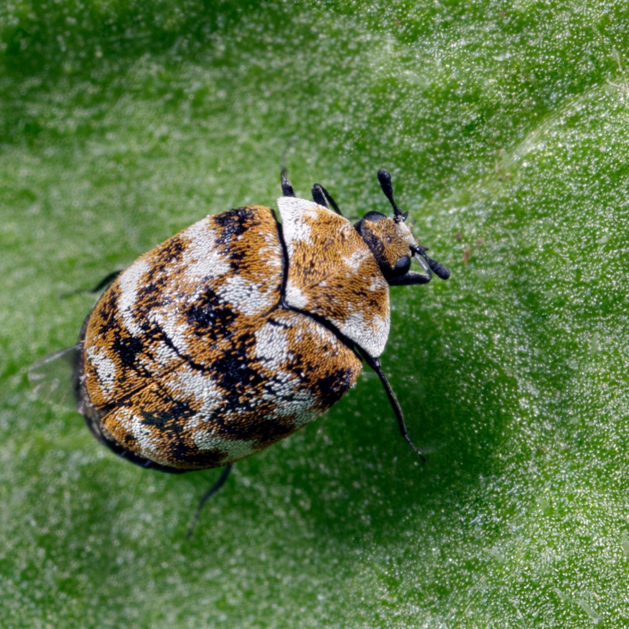 How to get rid of carpet beetles expert tips and guidance Ideal Home