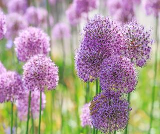 Allium Purple Sensation