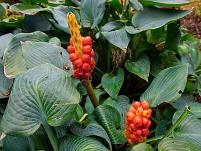 Weeds Growing Within Italian Arum Plant