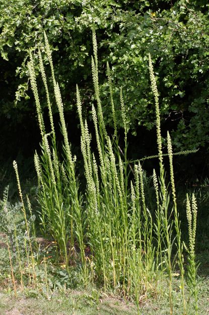 Tall Green Weld Plants
