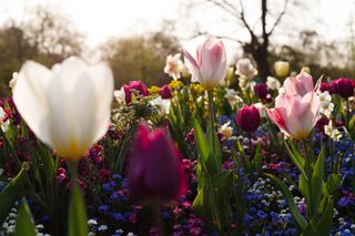 tulip garden in multiple colors