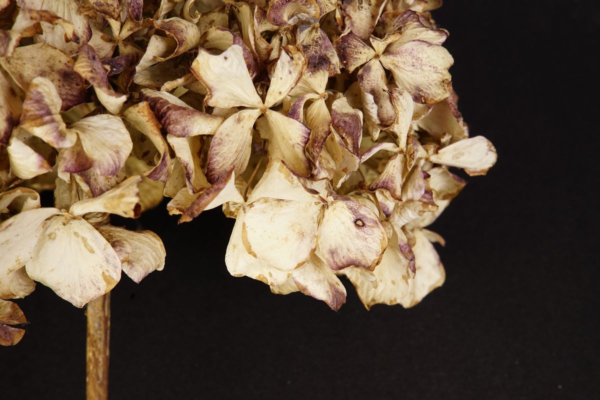 Still life of dried hydrangeas
