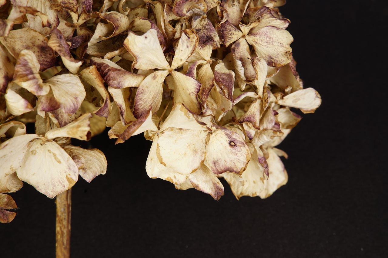 Still life of dried hydrangeas