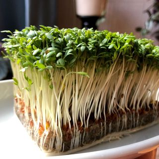 Cress growing in a vegetable platter