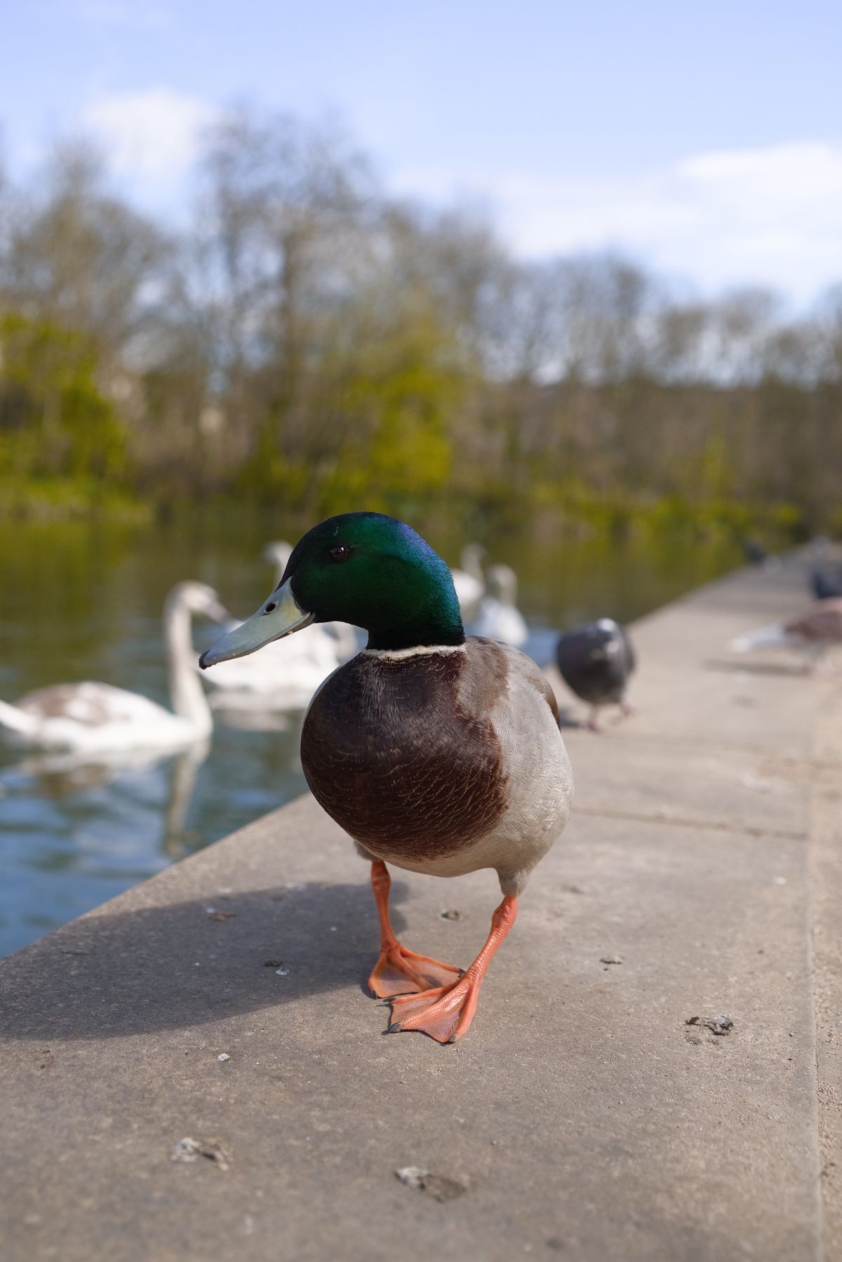 A photo of a duck, taken on a Sigma BF camera