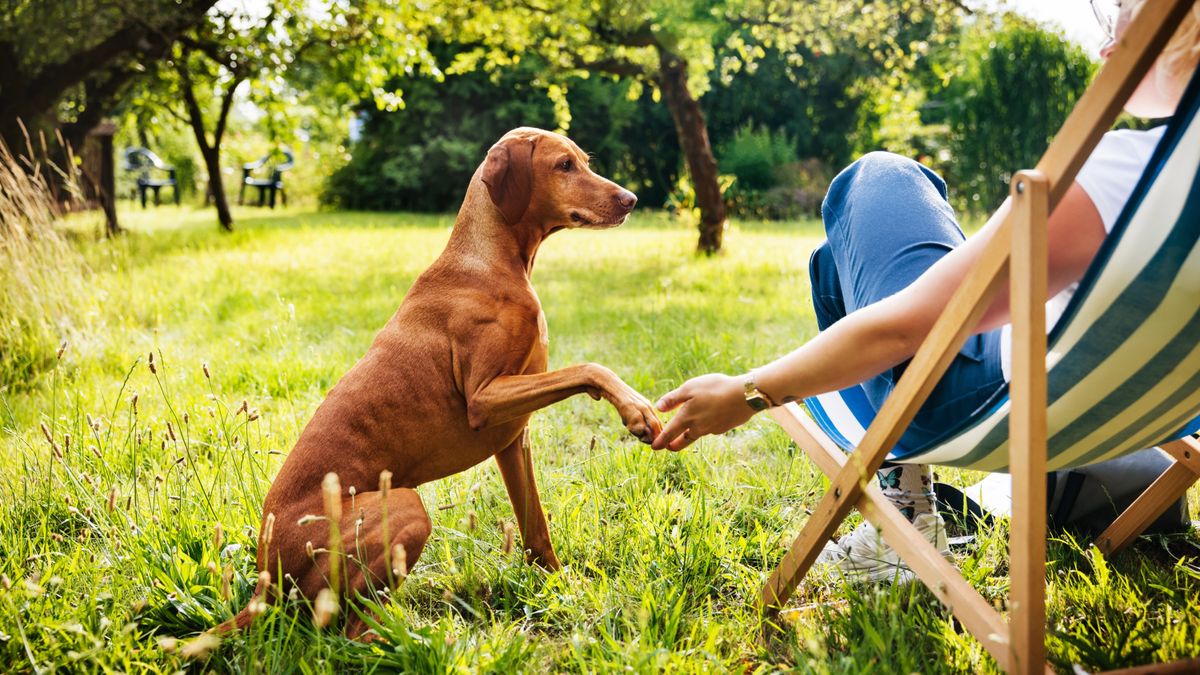 Woman holding her dog&#039;s paw