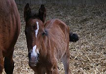 First_World_Horse_Welfare_foal.JPG