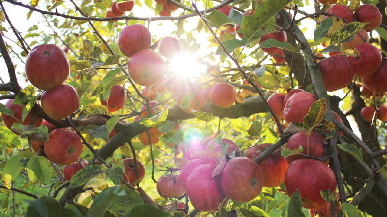 Fruit tree with red apples