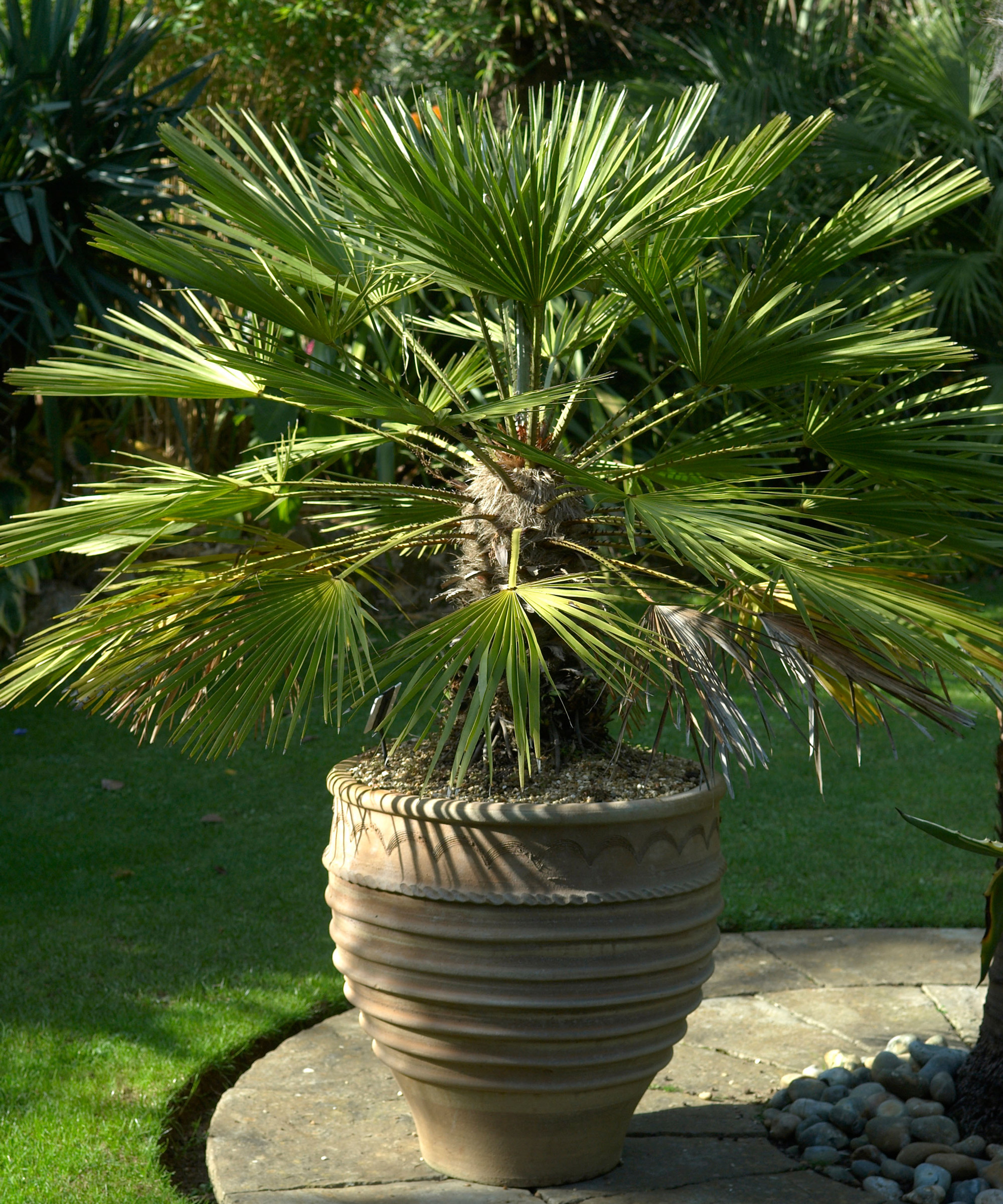Mediterranean plants Chamaerops humilis AGM flourishing in container