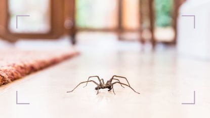 Spider on floor in front of patio windows to support expert tips for how to get rid of spiders in the house