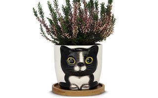 Cat planters