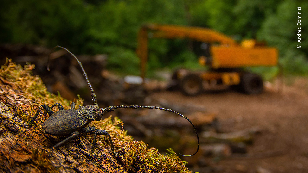 Close-up of a Longhorn beetle on mossy wood with a blurred yellow excavator in the background, set in a forested area. The scene conveys a contrast between nature and machinery