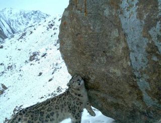 snow leopard poop study, animal news, tracking animals with their poop, animal feces studies, endangered species news, snow leopard news, snow leopards in Mongolia